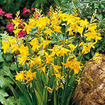 Crocosmia George Davidson,10 Bulbs | Vibrant Yellow,Hummingbird Magnet