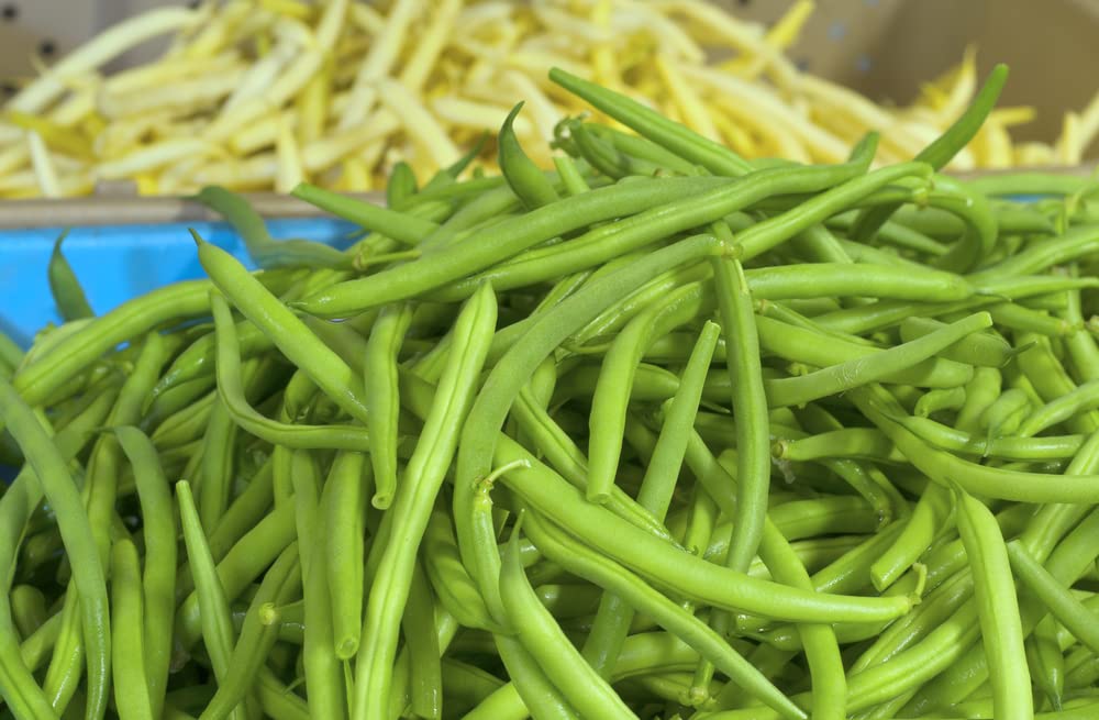Jade Green Bean Seeds for Planting (50 Seeds) - Hairless Green Beans