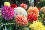 30 Dahlia Showtime-Showpiece Flower Seeds - Made in USA, Ships from Iowa.