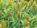 CZ Grain Wild Game Sorghum Seeds for Planting - Premium Food Plot Milo Seeds