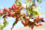 6 Pistachio Nut Tree Seeds for Planting - Pistacia vera