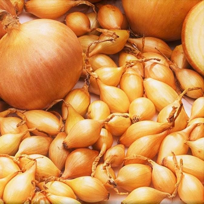 Spanish Globe Onion Sets for Planting - by The Pound - Easy to Grow Vegetables