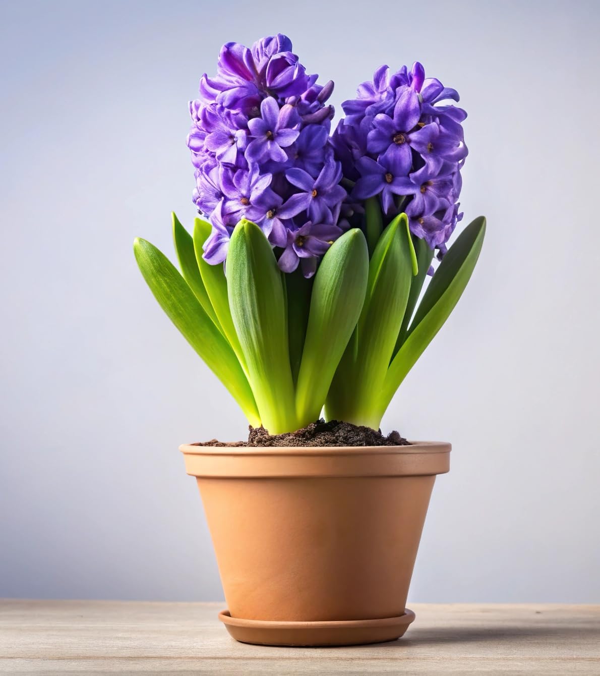 Pre-Chilled Purple Hyacinth - Grow Indoors Now - Flower Bonsai - 2 Bulbs
