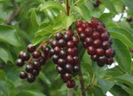 Choke Cherry Bush Seedlings for Planting - (Prunus virginiana) - Chokecherry - No Ship to California