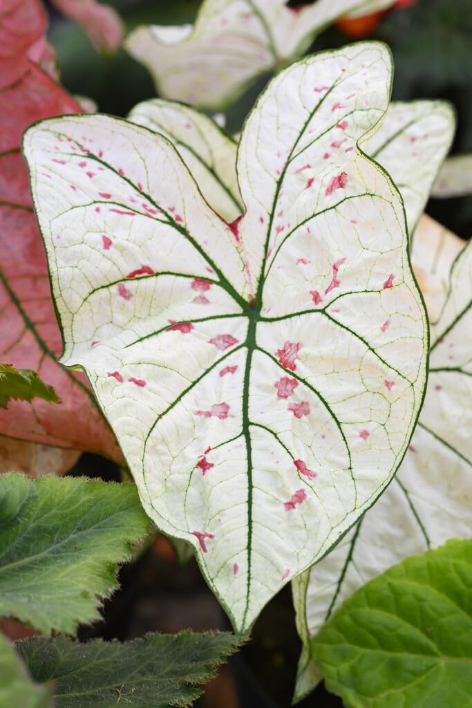 6 Cranberry Star Caladium Bulbs for Planting - Perennial Hosta, Elephant Ears, Fancy (6 Bulbs)