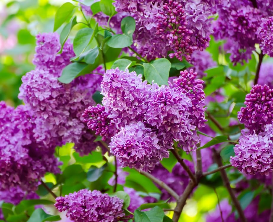 Purple Lilac Seedlings for Planting - Common Lilac, Fragrant and Beautiful Flowers - Syringa vulgaris