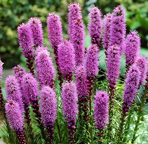 (2) Pretty Flowering Perenials, Liatris Spicata, Bulbs, Root, Plant, Great Spectacular Flower Heads