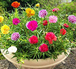 Moss Rose Seeds for Planting - ‘Portulaca Grandiflora’ Flowers for Bonsai Garden Balcony Planting