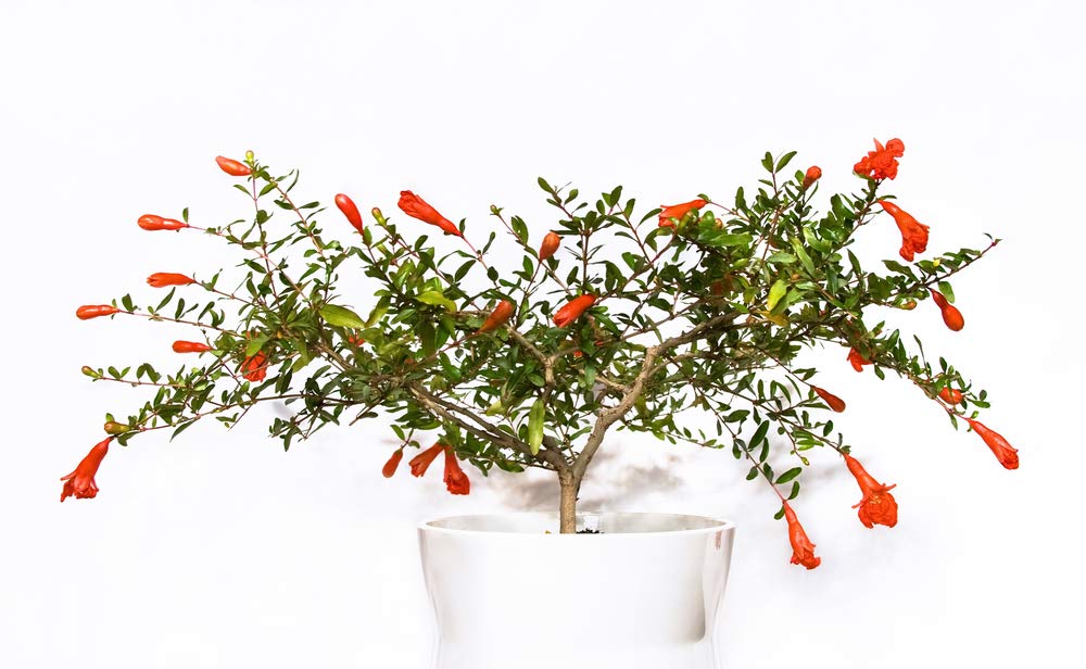 Dwarf Pomegranate Bonsai Seeds - 25 Seeds to Grow - Highly Prized Edible Fruit Bonsai - Made in USA, Ships from Iowa