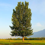4 Hybrid Poplar Trees - Grow for Privacy, Shade, Landscaping. Fast Growing. Get 4 Cuttings to Grow 4 Trees
