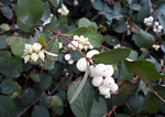 50+ Snowberry Shrub Seeds - Non-GMO Seeds, Grown and Shipped from Iowa. Made in USA