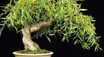 Dwarf Japanese Weeping Willow Bonsai Tree Cutting to Grow - Fast Growing Willow Bonsai with Weeping Branches