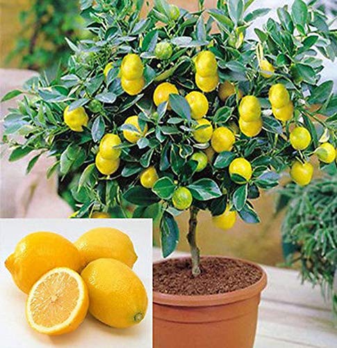 fruit bearing bonsai tree for sale Dwarf Lemon Bonsai Tree Seeds, 20 Seeds,Grow a Delicious Fruit Bearing – CZGrain
