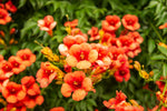 Rare Orange Hummingbird Bush Seeds - 25 Seeds - Orange Trumpet Vine - Non-GMO Seeds, Shipped from Iowa. Made in USA