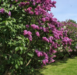 10 Purple Lilac Seedlings for Planting - Common Lilac, Fragrant and Beautiful Flowers - Syringa vulgaris