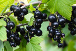 Black Currant Seedlings for Planting - Rooted and Ready to Plant