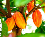 Fresh Cacao Seeds for Planting - Wet Cocoa Seeds - Make Chocolate, Great as Bonsai