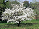 10 American WHITE FLOWERING DOGWOOD Small Tree Cornus Florida Southern Seeds