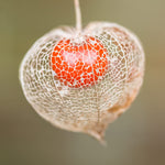Chinese Lantern Seeds for Planting | 100+ Seeds | Stunning Lantern Like Blooms, Ground Cherry - Physalis alkekengi