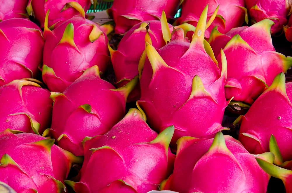 Dragon Fruit - 1 Giant Fresh Fruit, Exotic Tropical Fruit