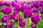 20 Fresh Purple Tulip Bulbs for Planting - Easy to Grow - Made in USA, Ships from Iowa