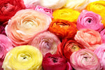 Ranunculus Mix Color Bulbs for Planting - Ships from Iowa, USA