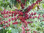 Generic Coffee Seeds for Planting(30 Seeds)