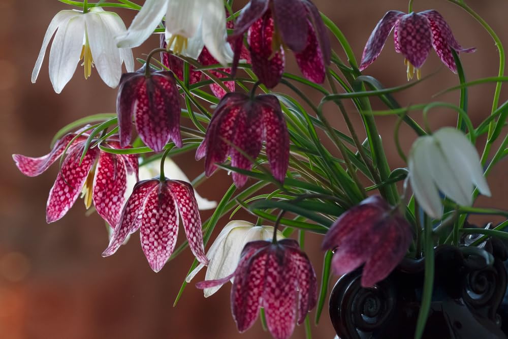 Mixed Fritillaria Meleagris Alba Bulbs for Planting - Snakes Head Fritillary, Checkered Lily
