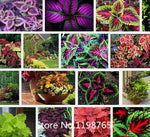 Promotion 100 RAINBOW MIX COLEUS seeds Flower Seeds Novel Seed