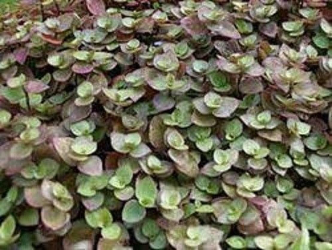 Dwarf Green Wandering Jew Cuttings to Grow (4 Cuttings)