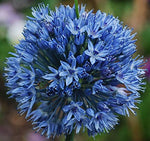(3) Beautiful Flowering"Blue Allium Azureum Caeruleum" Bulbs