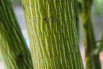 Snake Bark Maple Tree Seeds for Planting (30 Seeds) - Acer capillipes
