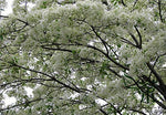 10 Chinese Fringe Tree Seeds. Zones: 6 to 9,Chionanthus retusa