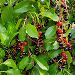 Black Cherry Trees for Planting |Live Seedlings - No California