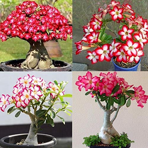 Desert Rose Seeds to Grow | 10 pack | Highly Prized Multicolored Flowering Bonsai | Adenium Obesum,10 Seeds to Grow