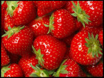 (Best) Seascape Strawberry Plants - Bare Root Plants to Grow Strawberries - Ready to Ship - No Ship to California
