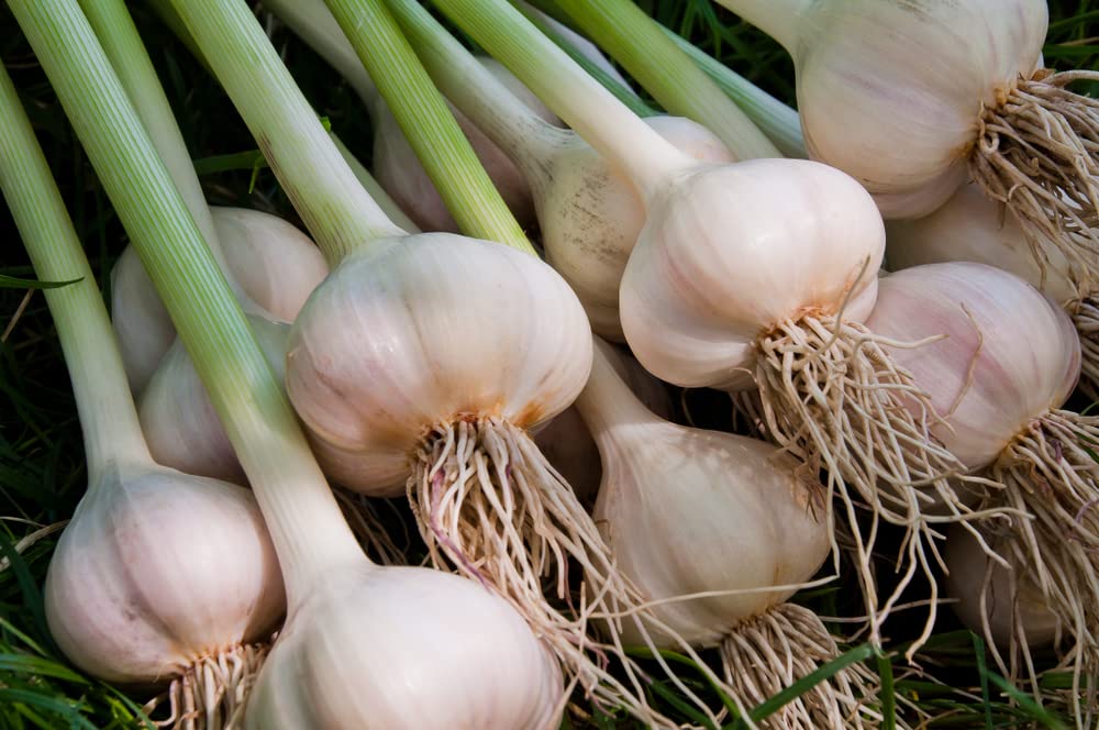 Fresh Garlic Cloves for Planting - Easy to Grow Your Own Food