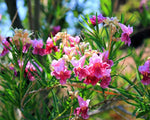 Desert Willow, Chilopsis linearis, Tree Seeds (Fast, Showy, Fragrant) (100)