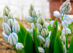 5 Fresh Striped Squill Bulbs for Planting - Easy to Grow Perennial Puschkinia Bulbs - Made in USA, Ships from Iowa