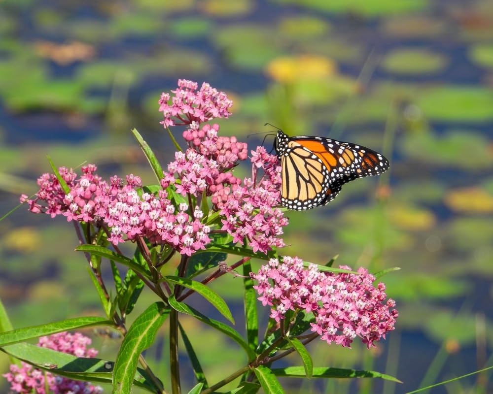 Milkweed Plants, Very Attractive, Great Pollinators - Asclepias incarnata (5 Plants)