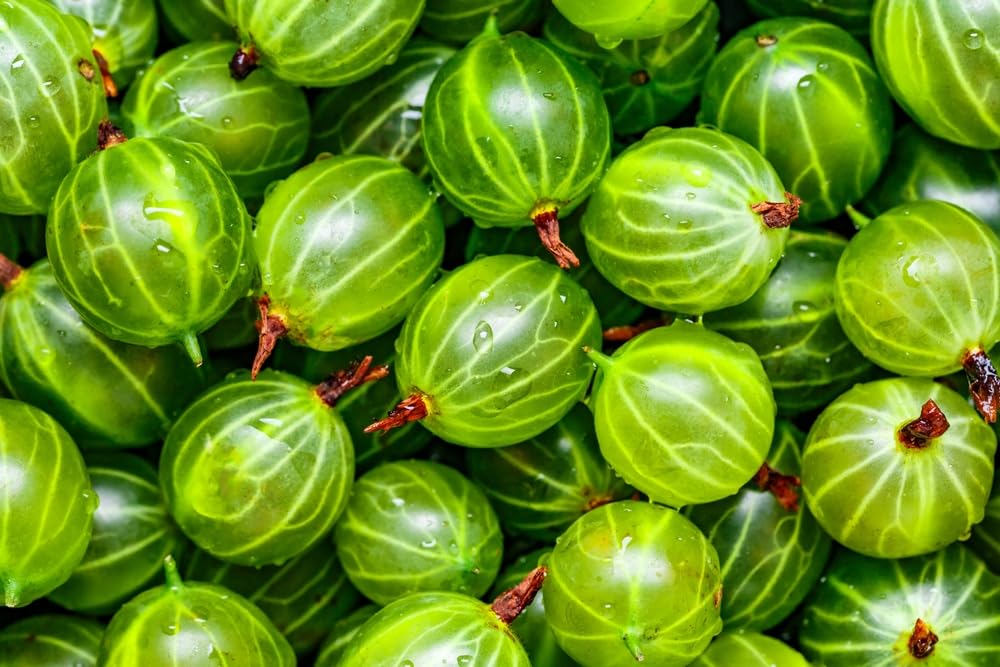 Pixwell Gooseberry Seedlings for Planting - Grow Green Gooseberry Plants