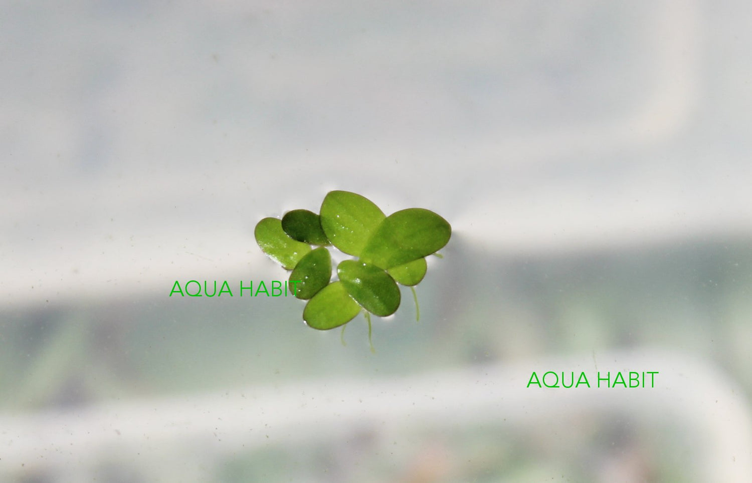Duckweed (Lemna Minor) - 100/200/500 Live Plants by Aqua Habit