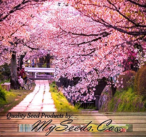 (8) Japanese SAKURA FLOWERING CHERRY Tree Seed - Prunus serrulata Seed