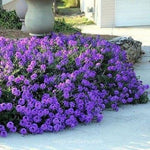 Moss Verbena Ground Cover Seeds (Verbena Tenuisecta) 200+Seeds