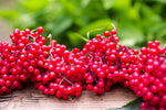 3 Red Elderberry Bush Seedlings for Planting - Sambucus racemosa - No Ship to California