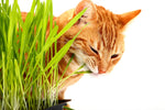 Cat Grass Seeds for Planting - 1,000 Seeds - Nutritious and Tasty Treat for Cats and other Animals.