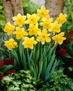 Carlton Yellow Cupped Daffodil Bulbs for Planting - Bright and Colorful Yellow Daffodils to Grow