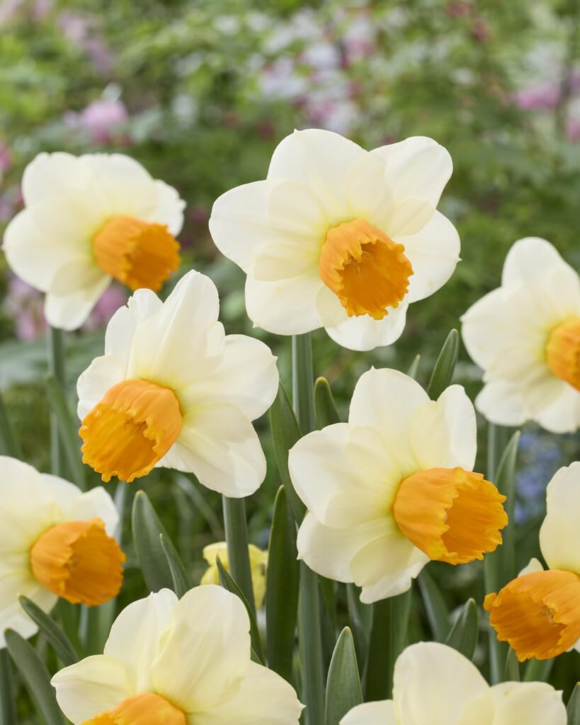 Orange Rocket Large Cupped Daffodil Bulbs for Planting - Stunning Color and Large Blooms