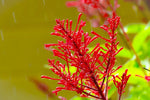 20 Chilean Fire Bush Seeds for Planting - Embothrium coccineum