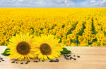 Peredovik Sunflower Seeds for Planting - 500 Seeds - Attract Doves and other Birds